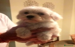 Bichón Maltés perros en venta: Bichoncitos Maltés - Imagen 2