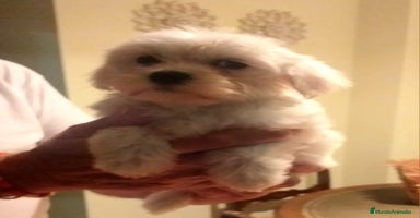 Bichón Maltés perros - Anuncio 3