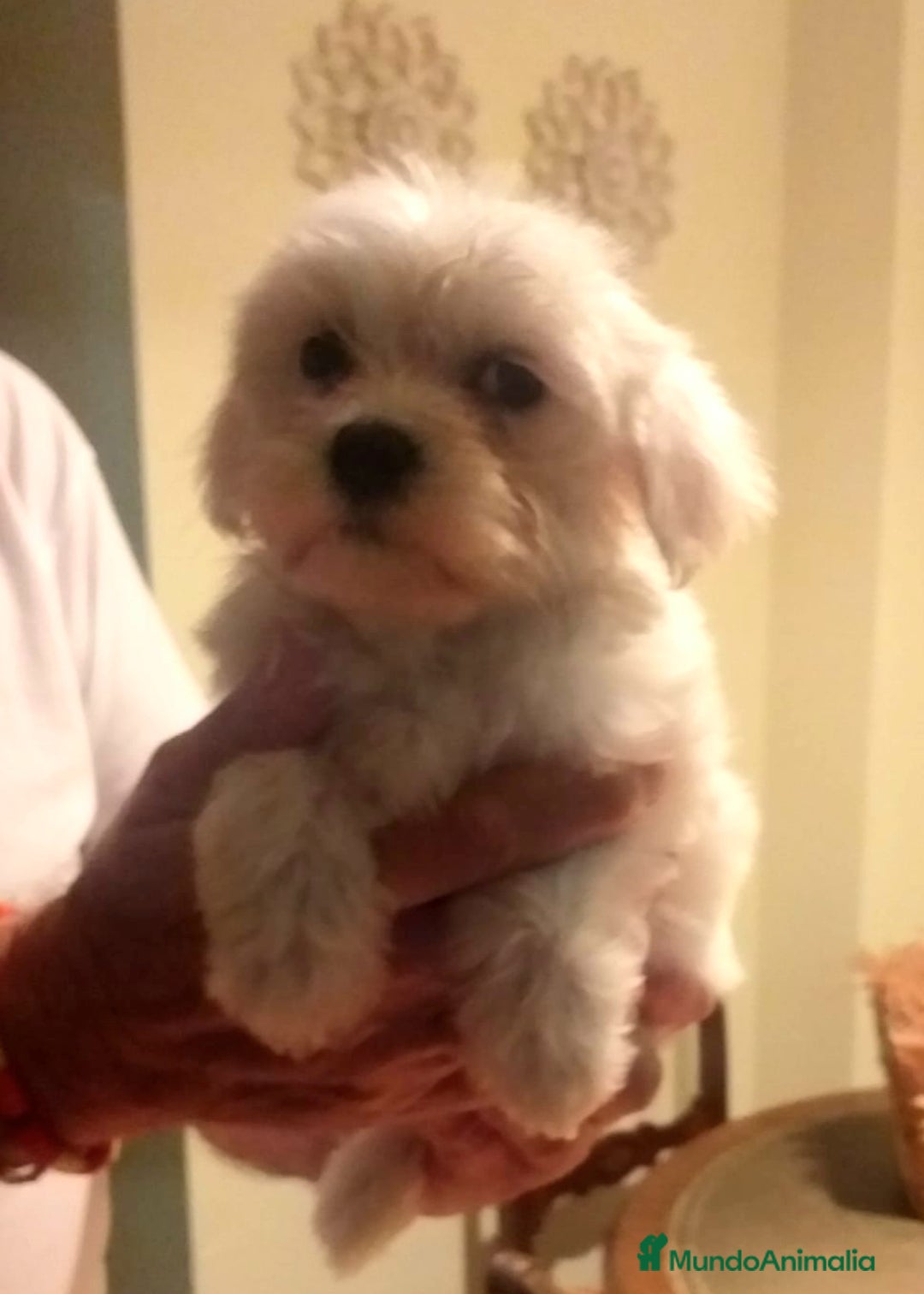 Bichón Maltés perros en venta: Bichoncitos Maltés - Imagen 2