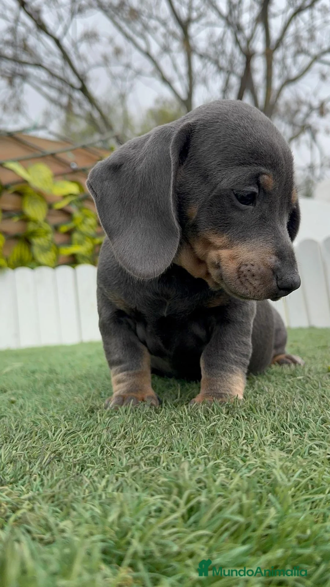 Teckel Miniatura perros en venta: TECKEL MINIATURA - Anuncio 7