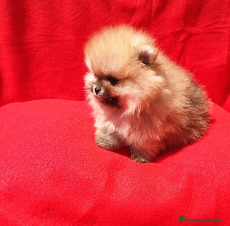 Pomerania perros en Barcelona - Anuncio 7