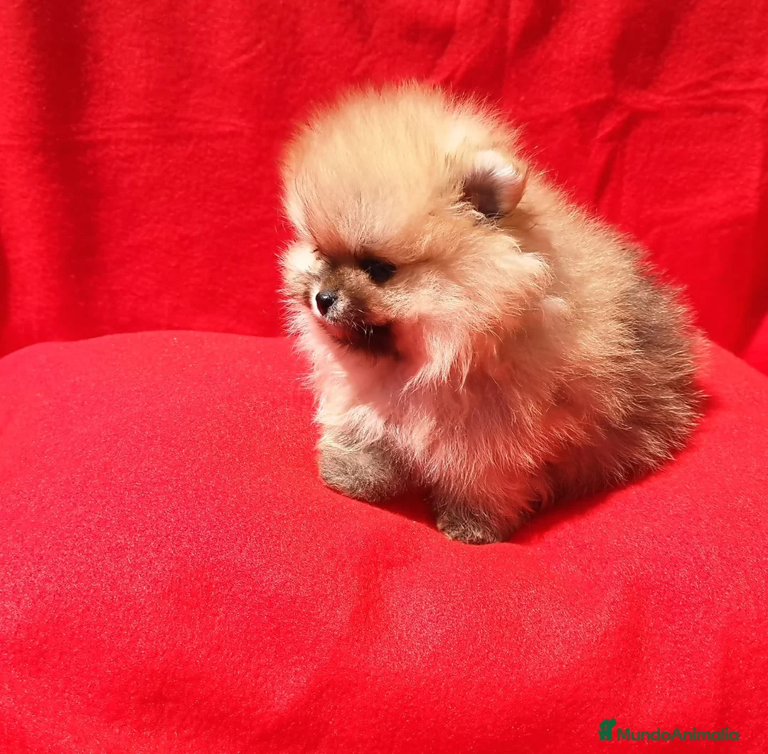 Pomerania perros en venta: Lulú de pomerania  en Barcelona - Anuncio 1
