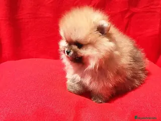 Pomerania perros Lulú de pomerania en Barcelona - Anuncio 23