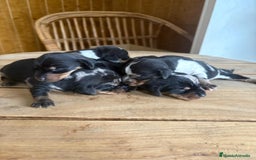 Teckel perros en venta: Dachshund   - Imagen 7