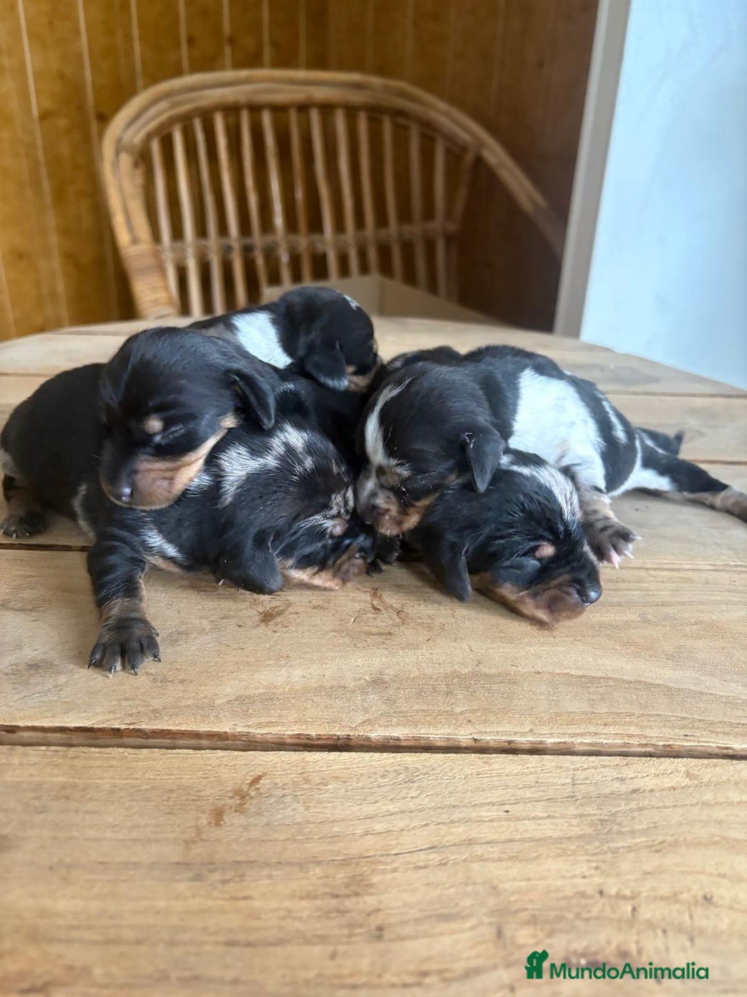 Teckel perros en venta: Dachshund   - Imagen 7
