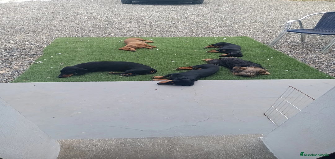 Imagen de galería {{count}}