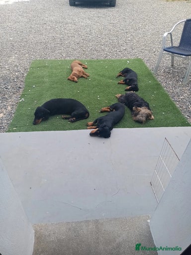 Imagen de galería {{count}}