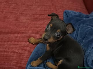 Pinscher Miniatura perros Pinscher miniatura - Anuncio 4