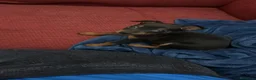 Pinscher Miniatura perros en venta: Pinscher miniatura - Anuncio 1