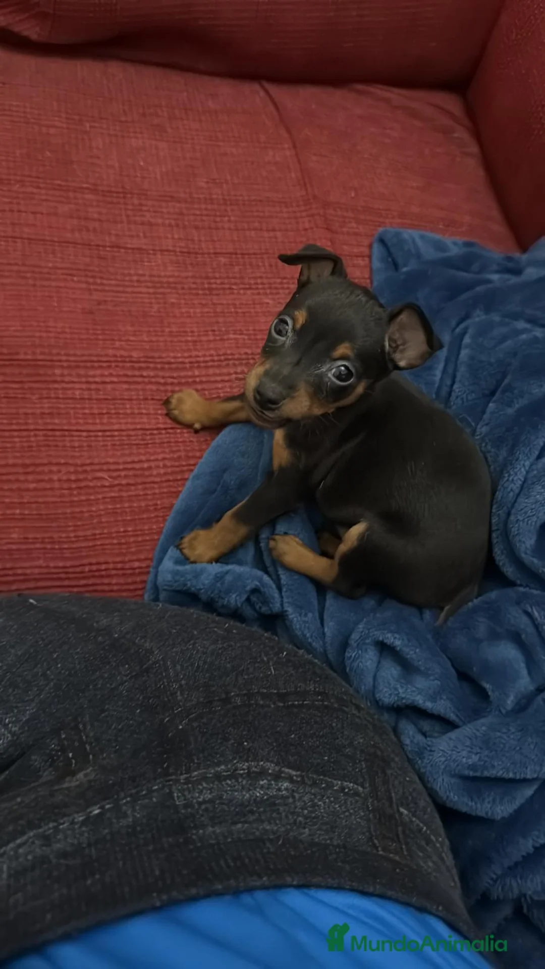 Pinscher Miniatura perros en venta: Pinscher miniatura - Anuncio 1