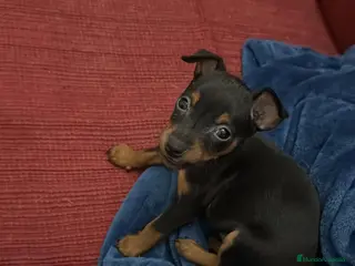 Pinscher Miniatura perros Pinscher miniatura - Anuncio 14