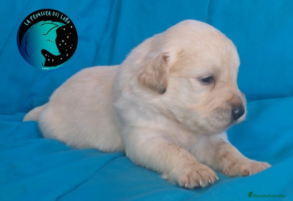 Golden Retriever perros Golden retriever  - Anuncio 4