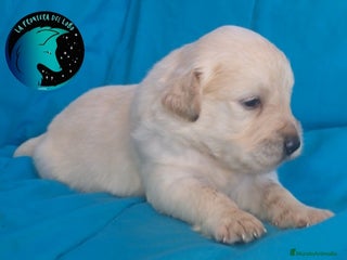 Golden Retriever perros - Anuncio 1