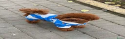 Caniche Enano perros en venta: CANICHE ASIÁTICO  - Anuncio 2