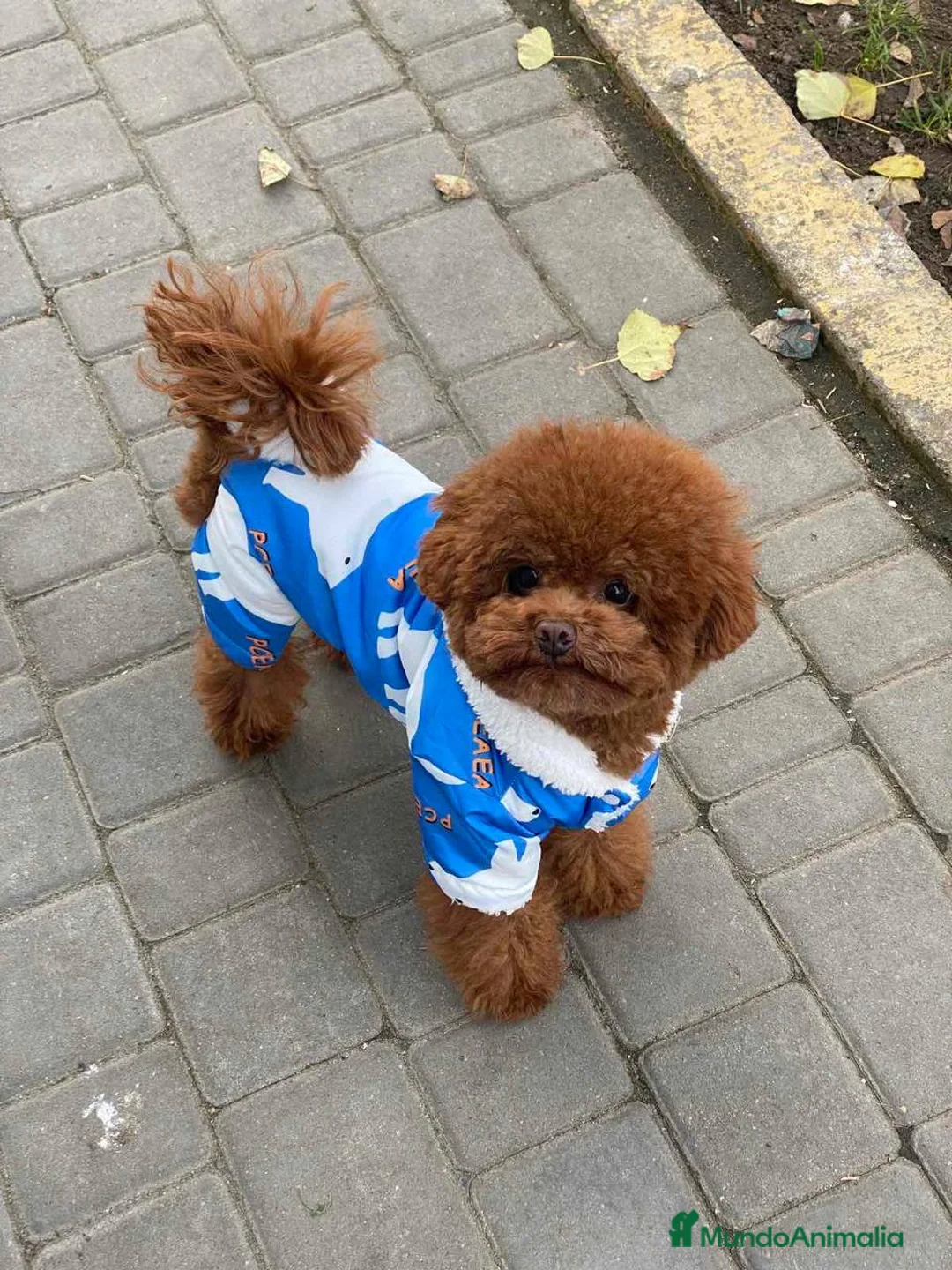 Caniche Enano perros en venta: CANICHE ASIÁTICO  - Anuncio 2