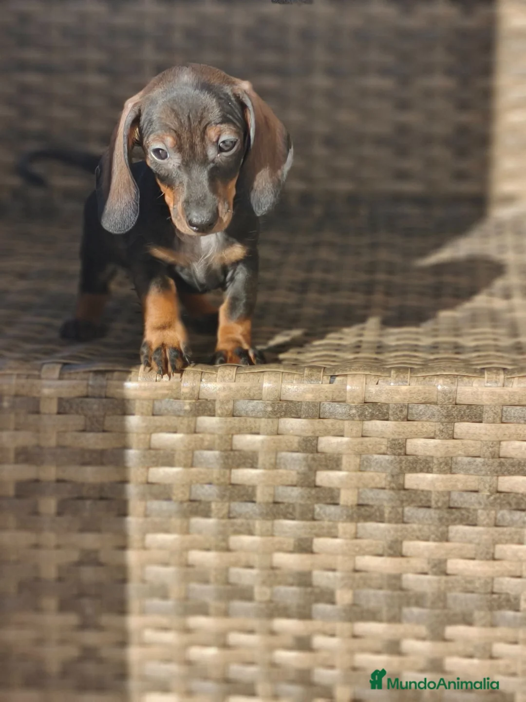 Teckel Miniatura perros en venta: Teckel Mini hembra disponible  - Anuncio 15