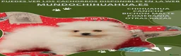 Pomerania perros en venta: PRECIOSO CACHORITO DE POMERANIA  - Anuncio 18