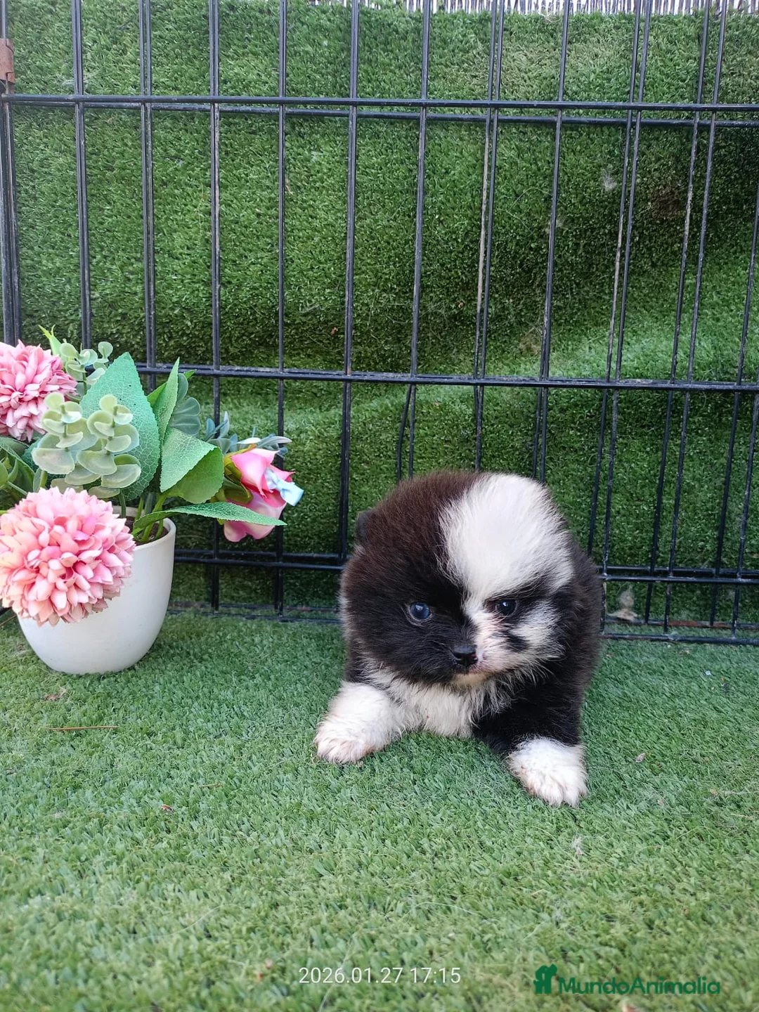 Pomerania perros en venta: POMERANIA - Anuncio 1