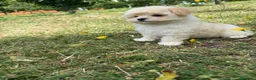 Maltipoo perros en venta: Maltipoo hembra toy disponible. - Anuncio 6
