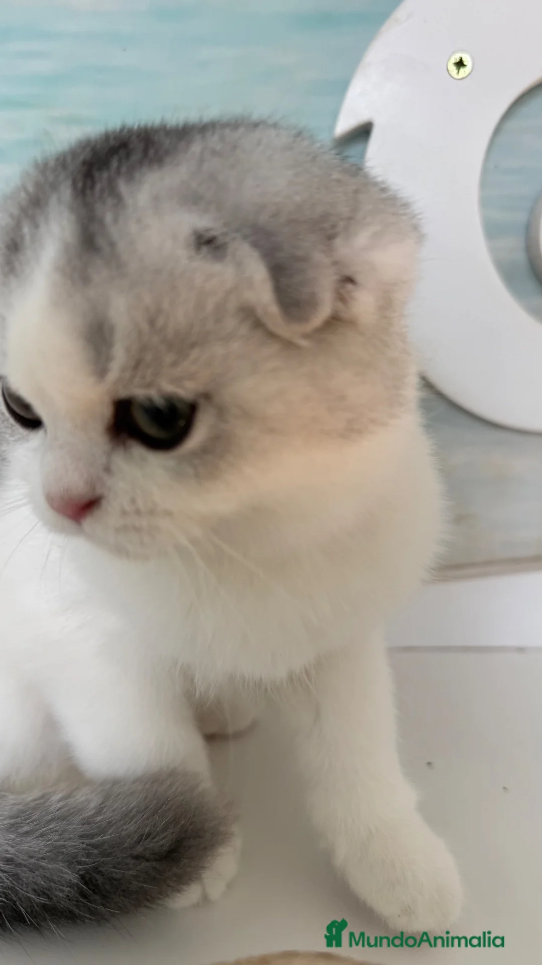 Scottish Fold gatos en venta: Scottish fold - Anuncio 5