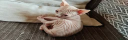 Sphynx gatos en venta: Fabuloso Spynx blanco ocuro - Anuncio 2