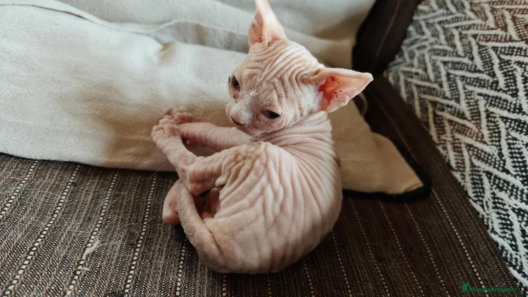 Sphynx gatos en venta: Fabuloso Spynx blanco ocuro - Anuncio 2