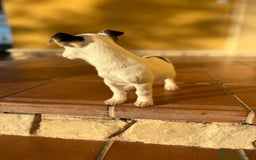 Jack Russell Terrier perros en venta: Cachorros de Jack russell  - Anuncio 25