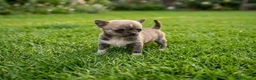 Chihuahua perros en venta: PRECIOSO CHIHUAHUA MINI TOY  - Anuncio 2