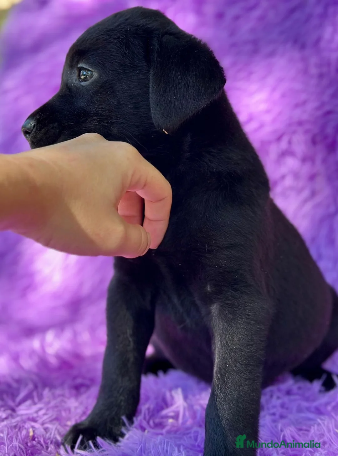 Labrador Retriever perros en venta: CAMADA DE LABRADOR RETRIEVER - Anuncio 2