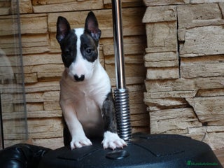 Bull Terrier perros en Madrid - Anuncio 2