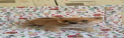 Shiba Inu perros en venta: SHIBA INU - Anuncio 3