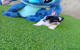 Biewer Yorkshire Terrier a la Pom Pon perros en venta: OPORTUNIDAD DE VERANO  - Imagen 2