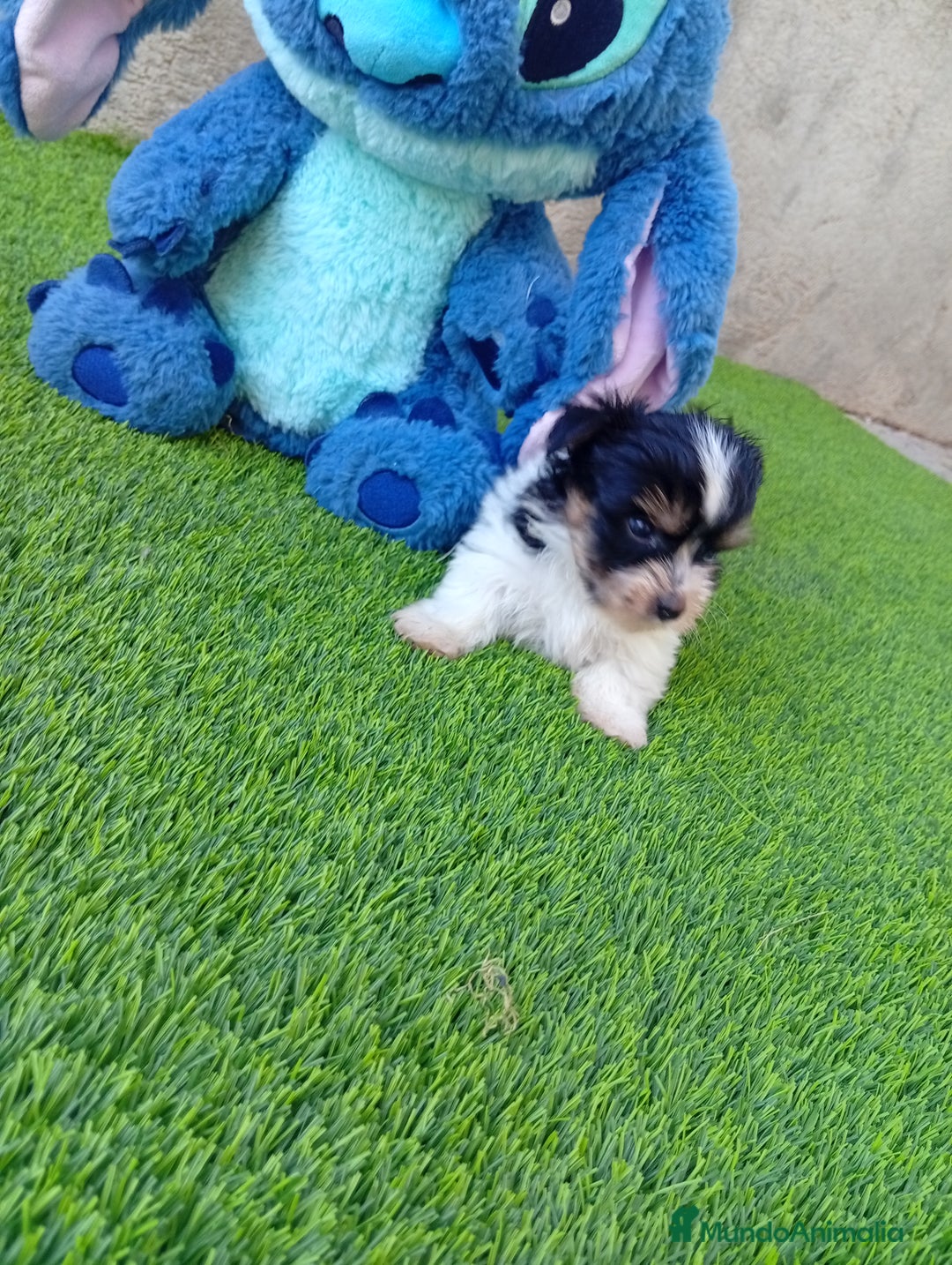 Biewer Yorkshire Terrier a la Pom Pon perros en venta: OPORTUNIDAD DE VERANO  - Imagen 2