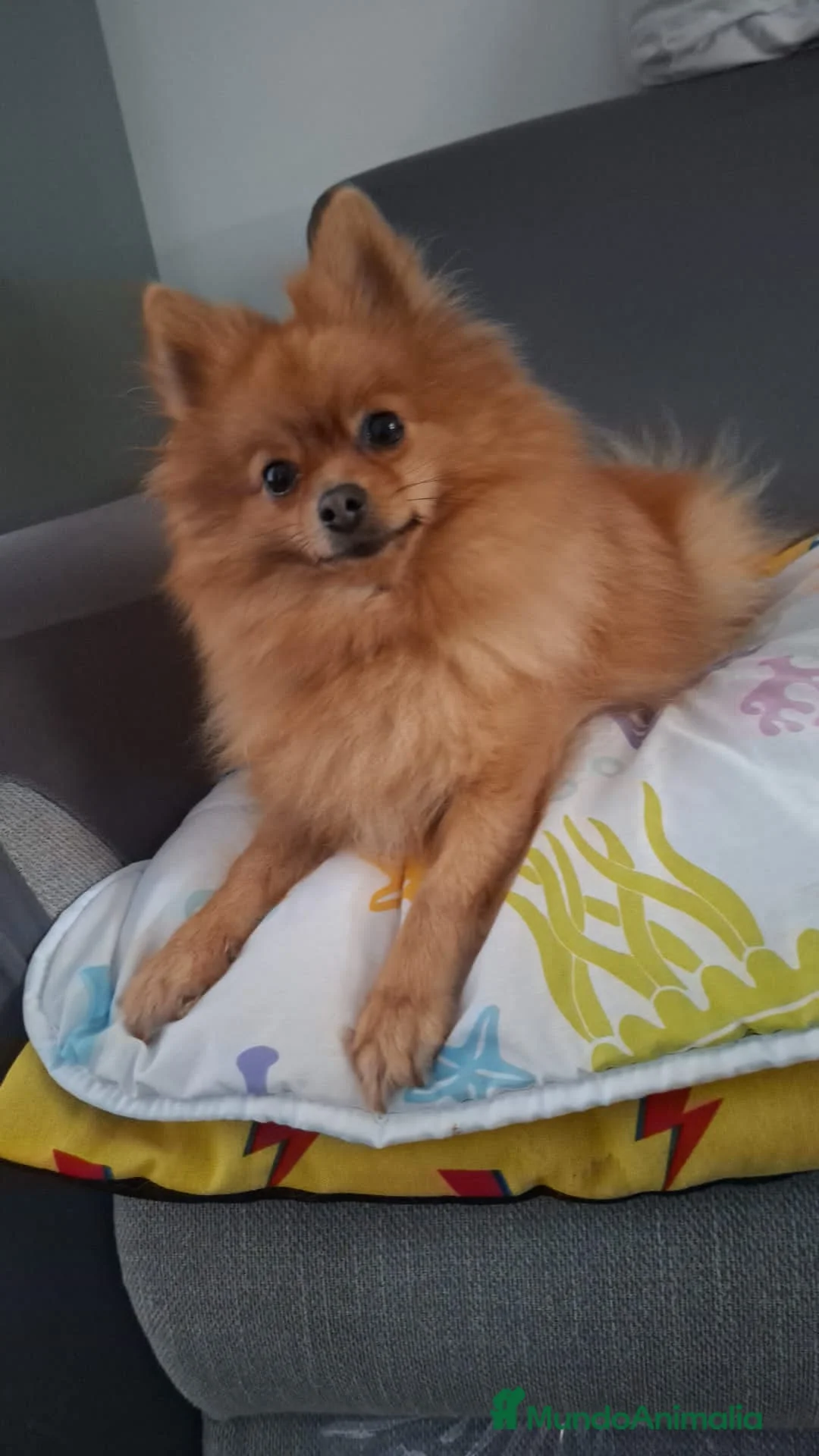 Pomerania perros en venta: Cachorros pomerania  - Anuncio 8