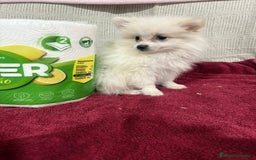Pomerania perros en venta: Último macho Lulu pomerania toy  - Anuncio 5