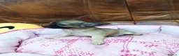 Chihuahua perros en venta: Chihuahua TOY - Anuncio 6