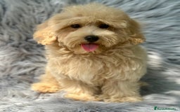 Maltipoo perros en venta: MACHITOS MALTIPOO DISPONIBLES - Imagen 2