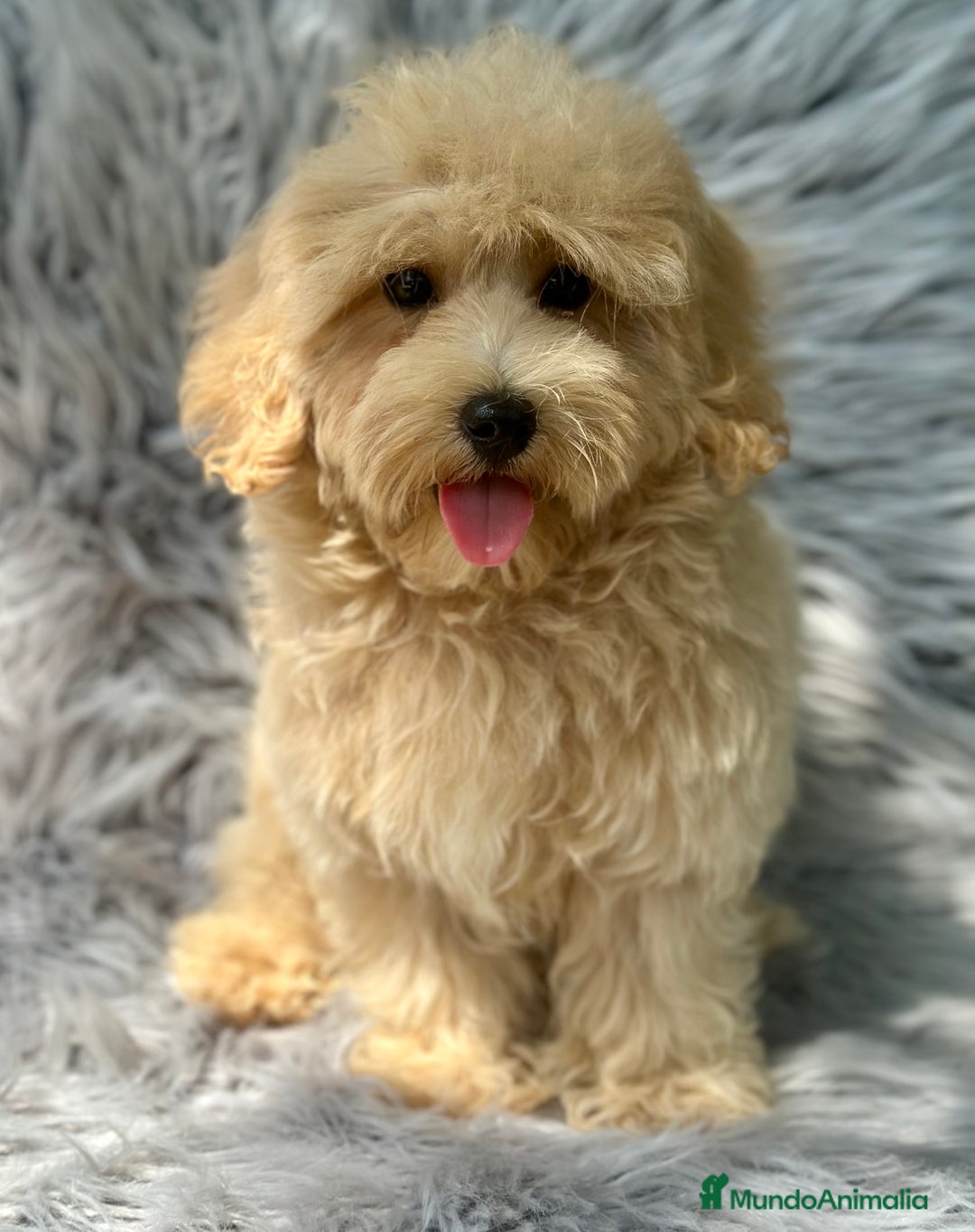 Maltipoo perros en venta: MACHITOS MALTIPOO DISPONIBLES - Imagen 2
