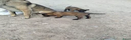 Pastor Belga Malinois perros en venta: Machos Malinois  - Anuncio 1