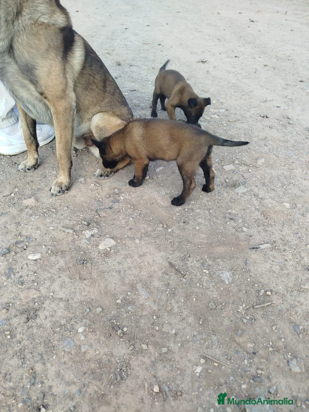 Pastor Belga Malinois perros en venta: Machos Malinois  - Anuncio 1