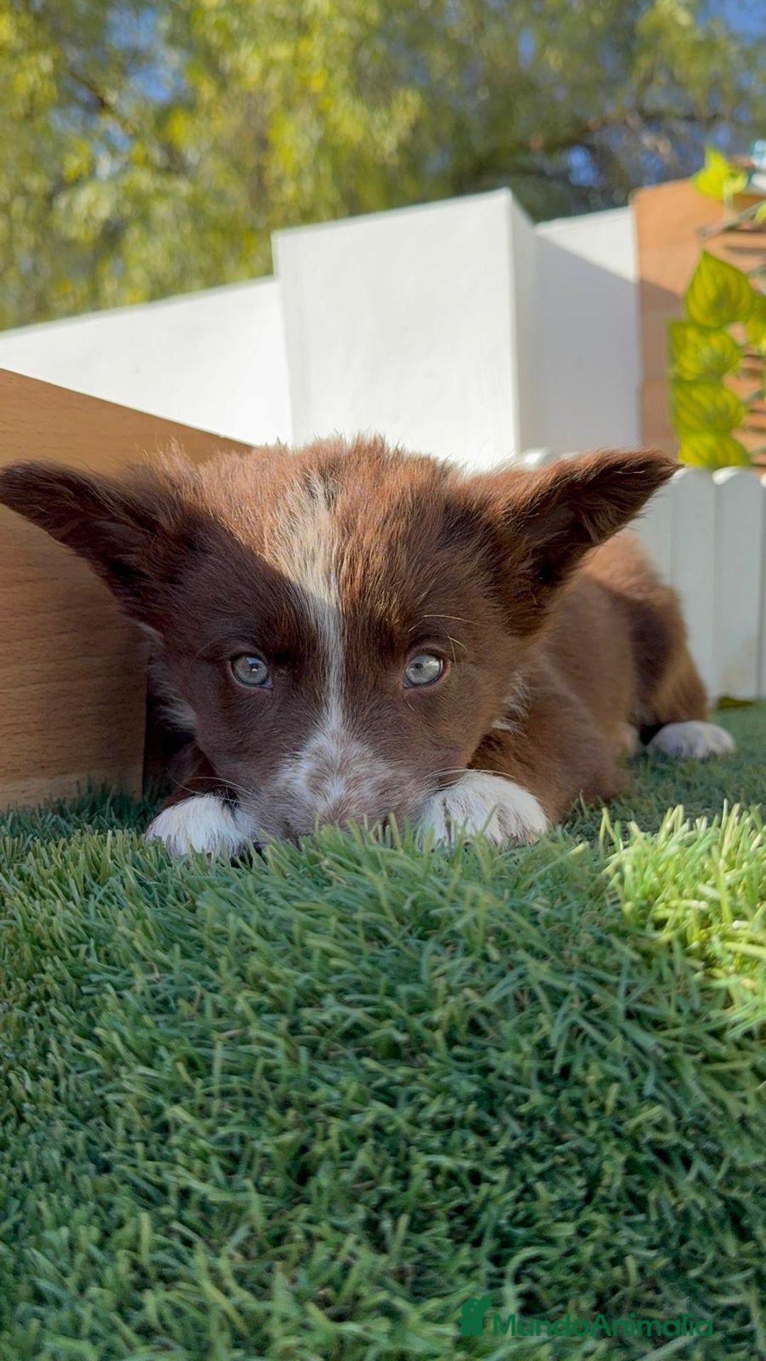 Border Collie perros en venta: BORDER COLLIE MACHO - Anuncio 12