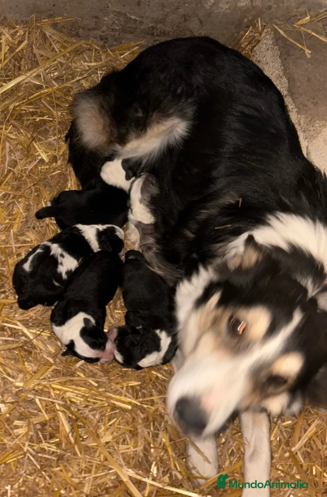 Border Collie perros en venta: Camada border collie - Anuncio 3
