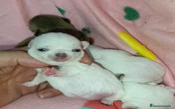 Chihuahua perros en venta: Chihuahuas Toy cabecita manzana  - Imagen 4