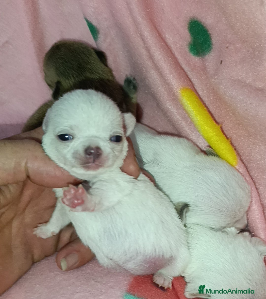 Chihuahua perros en venta: Chihuahuas Toy cabecita manzana  - Imagen 4
