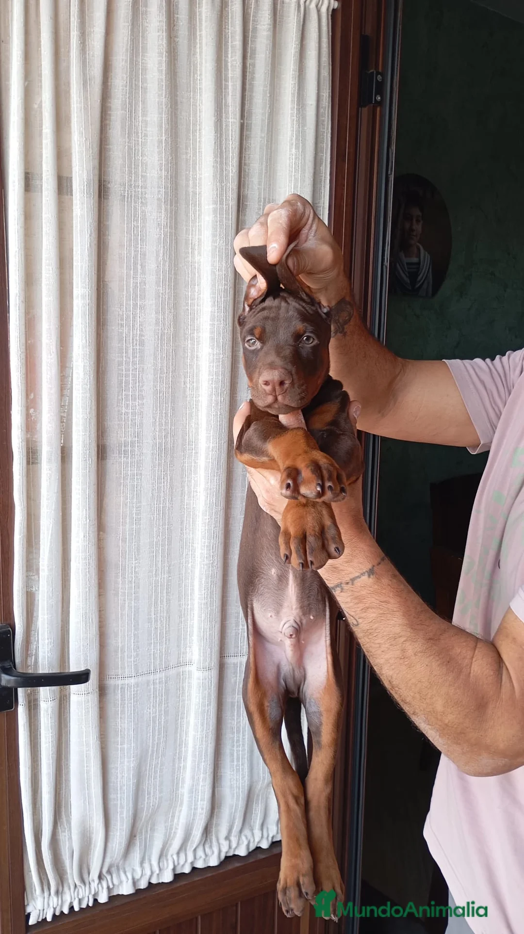 Dobermann perros en venta: Espectaculares dóbermann 🐶🐾 en Cádiz - Anuncio 4