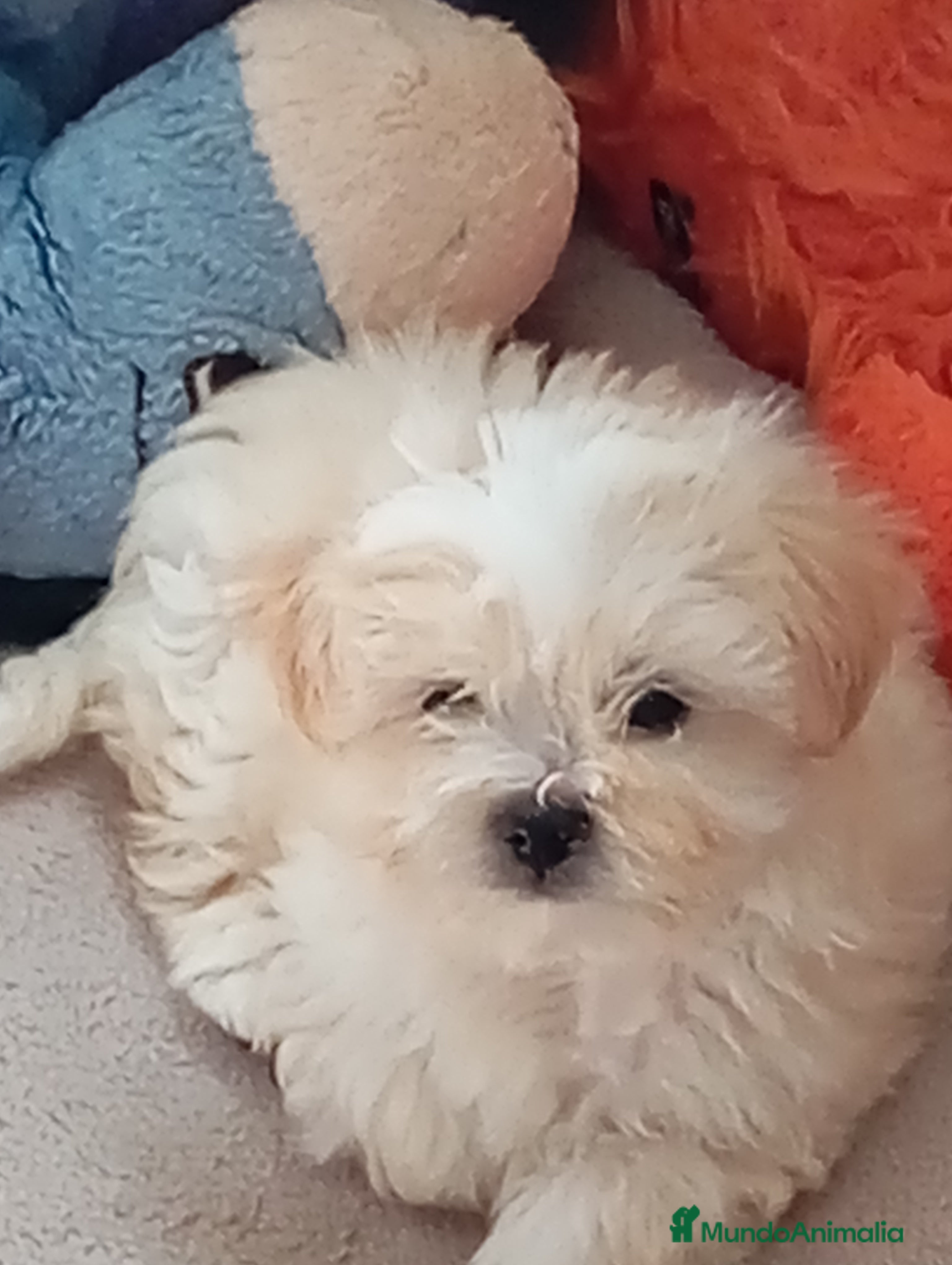 Raza Mixta perros Bichón maltés maltipoo - Anuncio 12