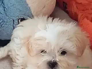 Raza Mixta perros Bichón maltés maltipoo - Anuncio 1
