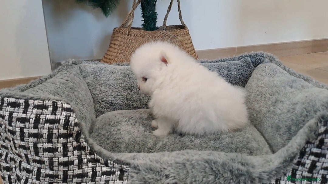 Pomerania perros en venta: Cachorritos de Pomerania  - Anuncio 2