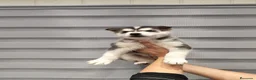 Husky Siberiano perros en venta: Pareja de Husky siberiano - Anuncio 12