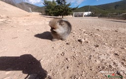 Pomerania perros en venta: PRECIOSA BOLITA DE MACHITO CHIQUITIN DE POMERANIA - Imagen 6